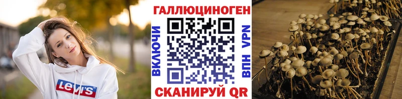 где можно купить   Курчалой  blacksprut вход  Псилоцибиновые грибы Psilocybine cubensis 