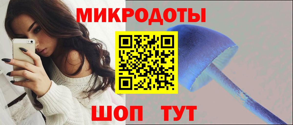 Псилоцибиновые грибы Psilocybe Курчалой